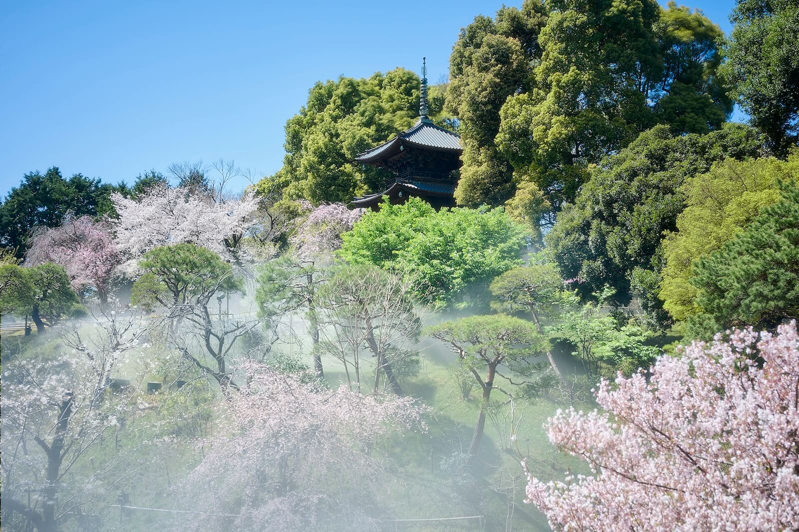 桜が咲く庭園に霧が立ち込め、木々の間から三重塔が見える春の風景。