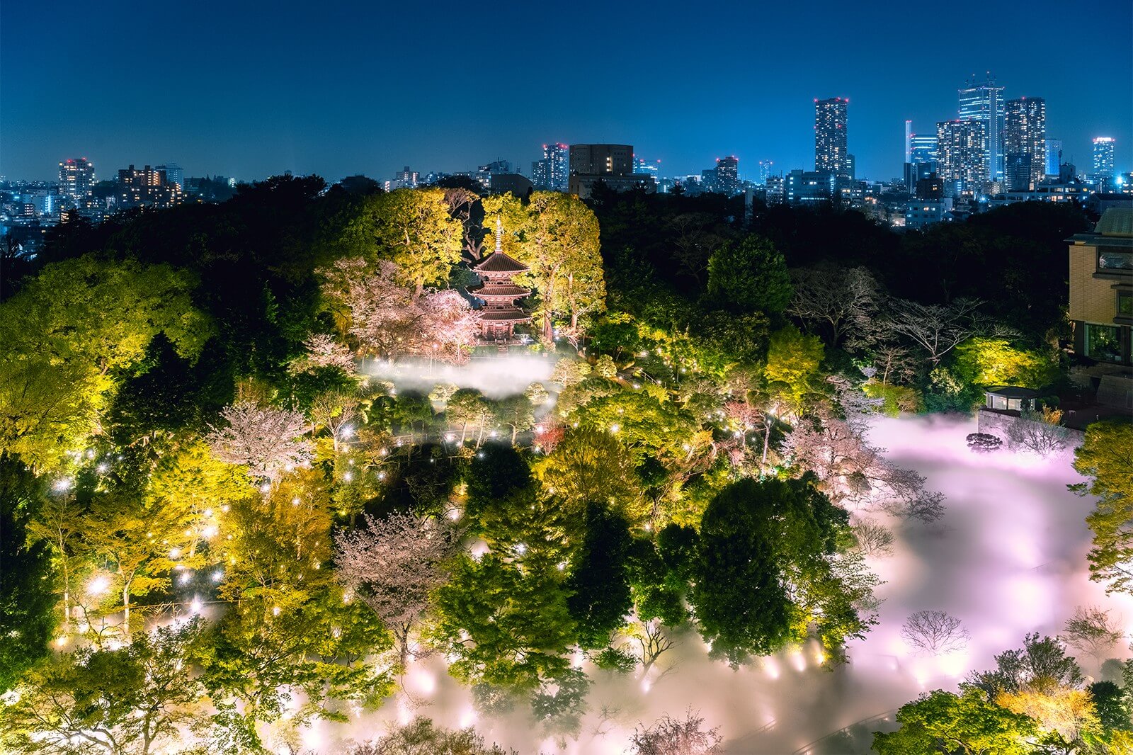夜の庭園でライトアップされた桜と木々の中に三重塔が浮かび、背後に高層ビル群が見える風景。