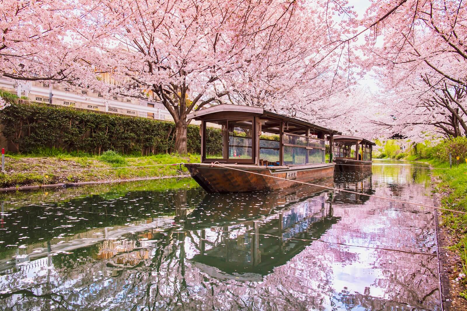 桜と屋形船の写真