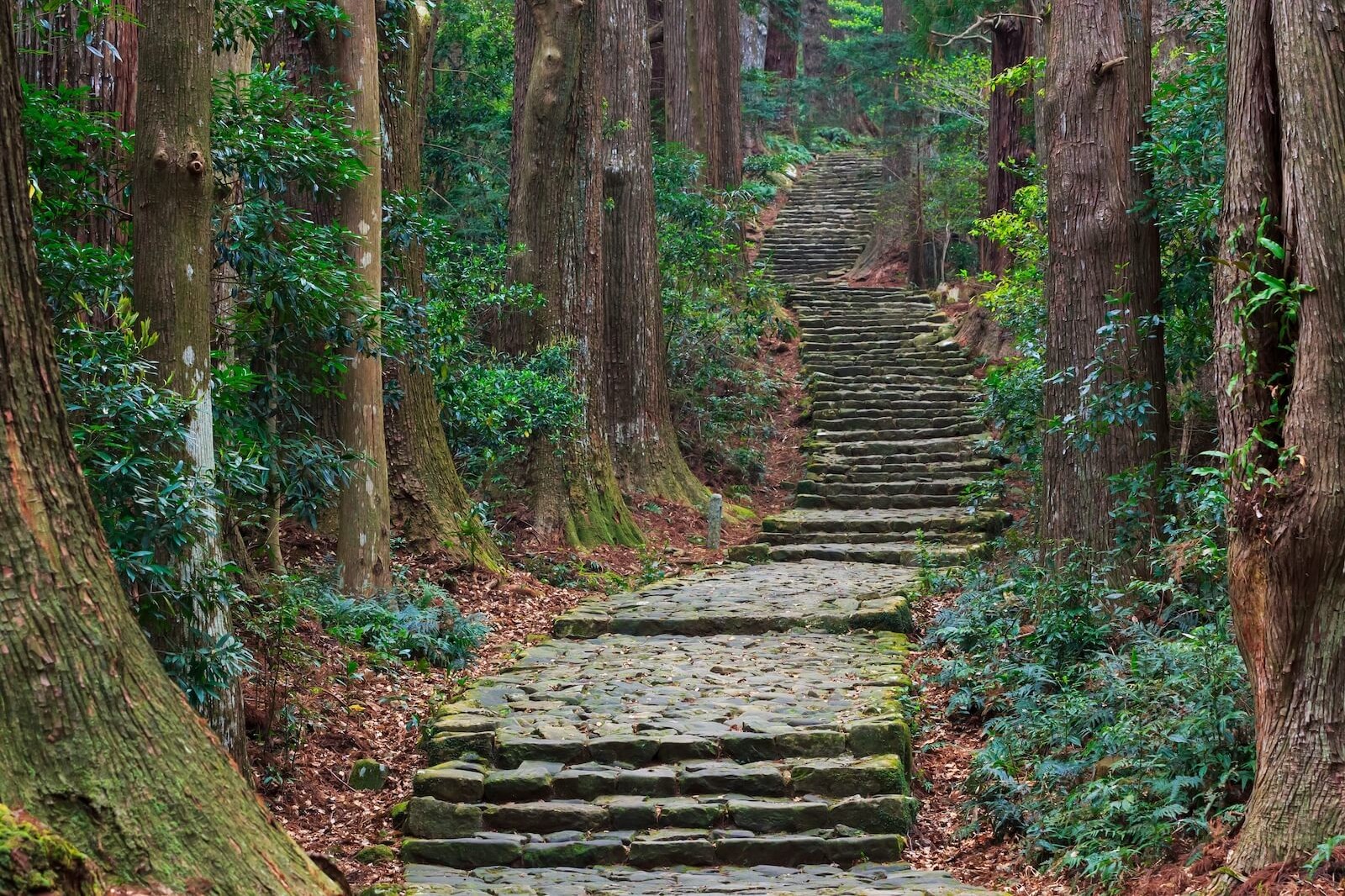 熊野古道の杉林の中を続く石畳と石段。