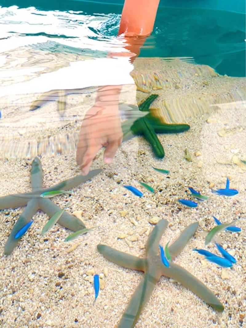 水槽のヒトデなどの海の生き物に手で触れて観察している様子。