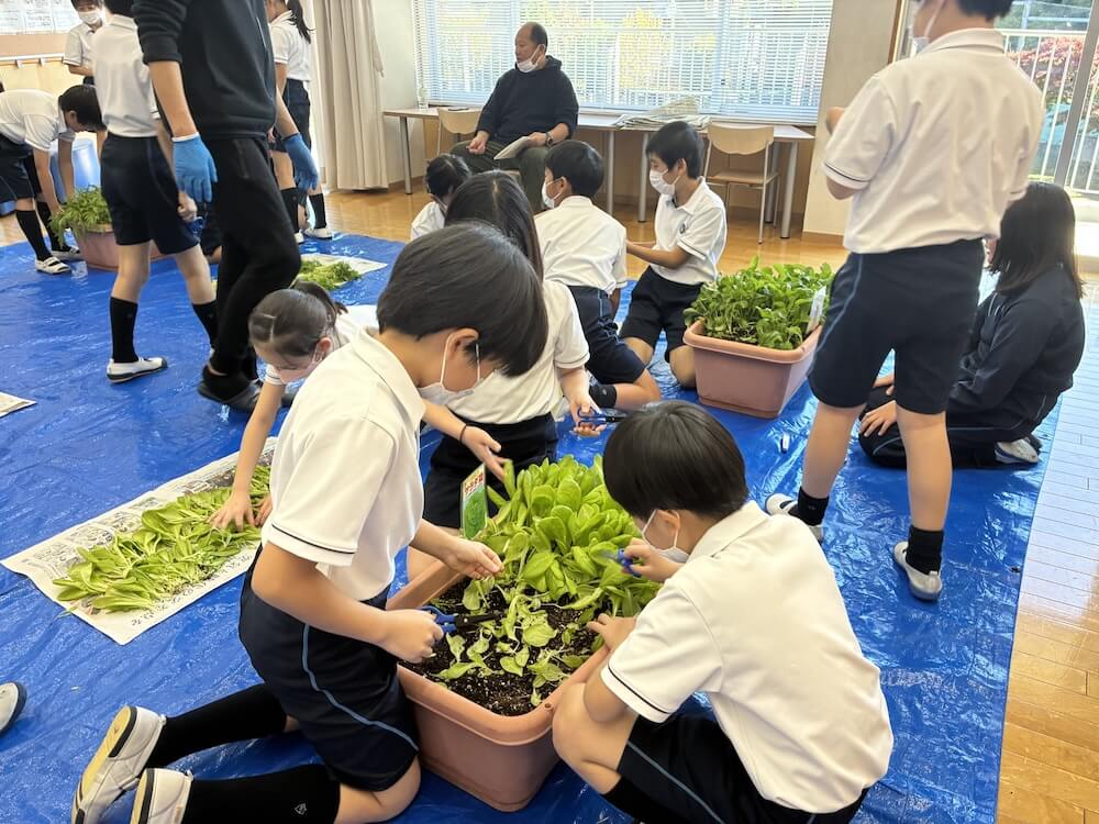 室内に敷いたブルーシートの上で、児童たちがプランターで育てた野菜を収穫している様子。はさみを使って葉物野菜を切り取り、収穫した野菜を新聞紙の上に並べている。